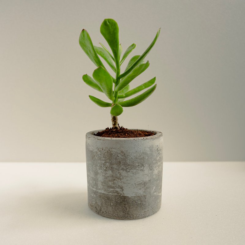 Dancer│Clay Series│Blessed Plant - Plants - Cement Green