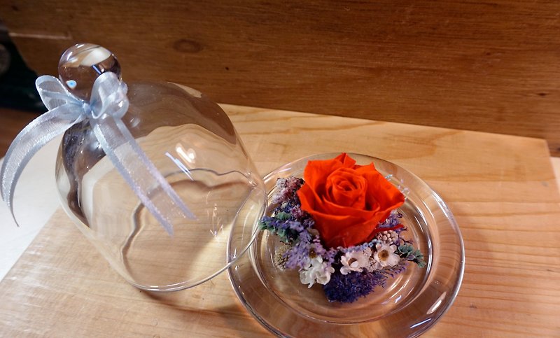 玻璃罩玫瑰/永生小玫瑰/玻璃盎/玻璃罩永生花/恆星花 - 乾花/永生花 - 植物．花 多色