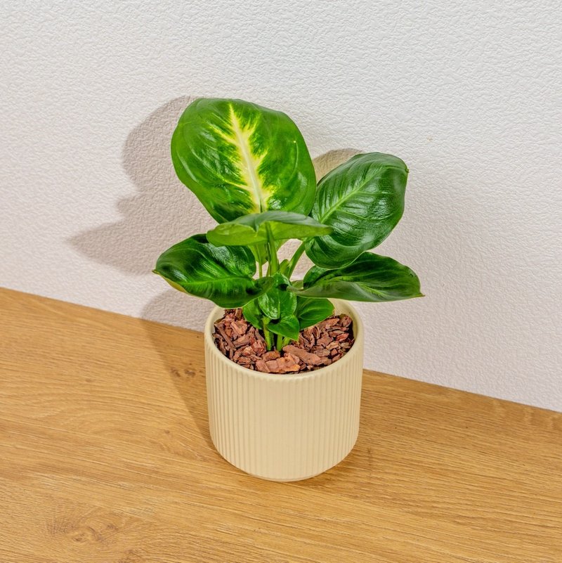 瑪莉安黛粉葉 莫蘭迪色系直紋陶盆 室內植物 觀葉植物 禮物 盆栽 - 盆栽/植栽 - 植物．花 黃色