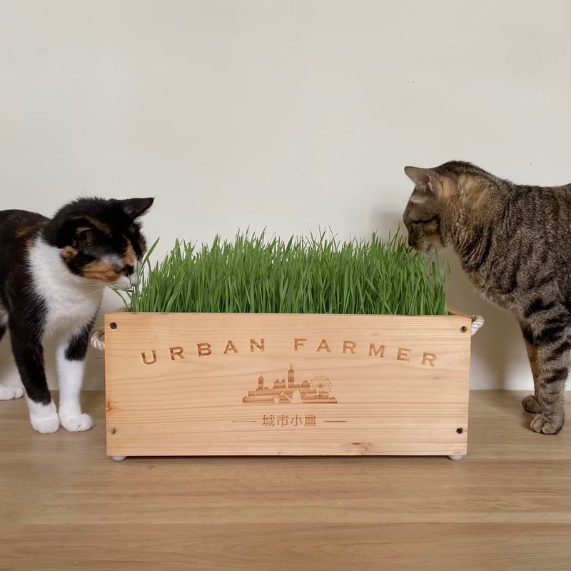 Urban small farmer wooden box cultivation group-cat grass (wheat grass) - อื่นๆ - ไม้ สีกากี