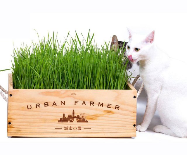 城市小農栽培組 貓草組 寵物專區 貓草 設計館urban Farmer 城市小農 Pinkoi