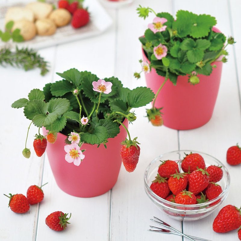 [Preferred in winter] Japan-limited Bloom pink heart-shaped cultivation set / Japanese strawberry - ตกแต่งต้นไม้ - พลาสติก สึชมพู