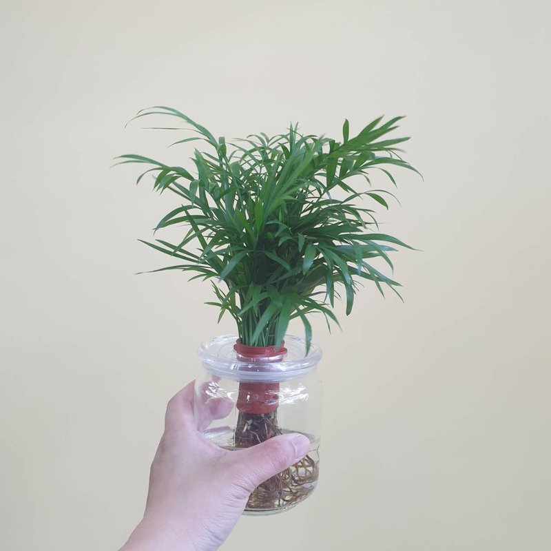 袖珍椰子 水耕植物 懶人盆栽 - 盆栽/植栽 - 玻璃 綠色