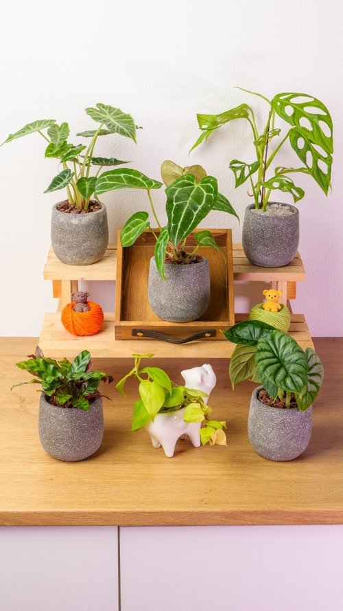 巧繪網植物館 桌上型水泥植物盆栽 發財樹 鉑金蔓綠絨黃金葛 銅錢草小豆樹植栽