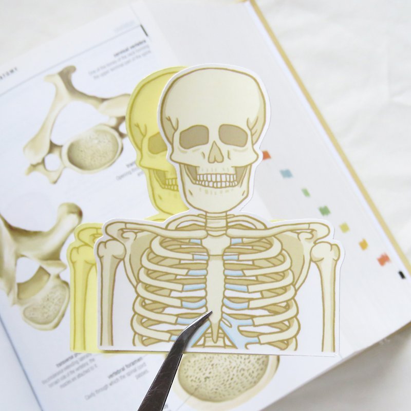 Big Bone Sticker / Biology - สติกเกอร์ - กระดาษ สีกากี