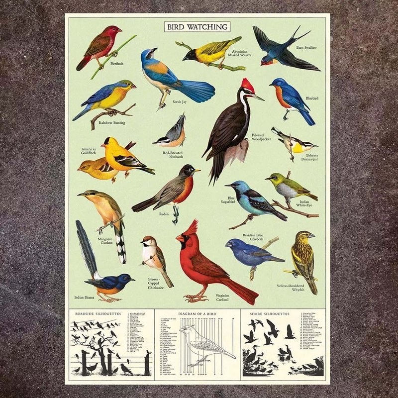 Cavallini & Co. Poster\Wrapping Paper Bird Series (Various Styles) - โปสเตอร์ - กระดาษ หลากหลายสี