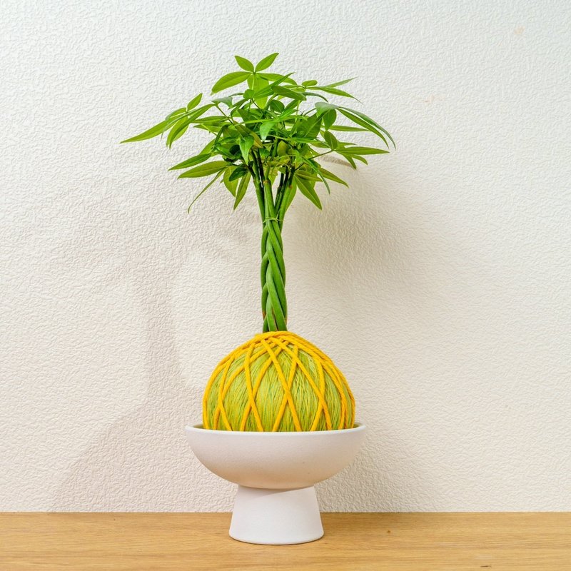 苔球植物 馬拉巴栗黃綠苔球加磨砂高腳缽 苔球 苔玉 禮物 送禮 - 盆栽/植栽 - 植物．花 綠色