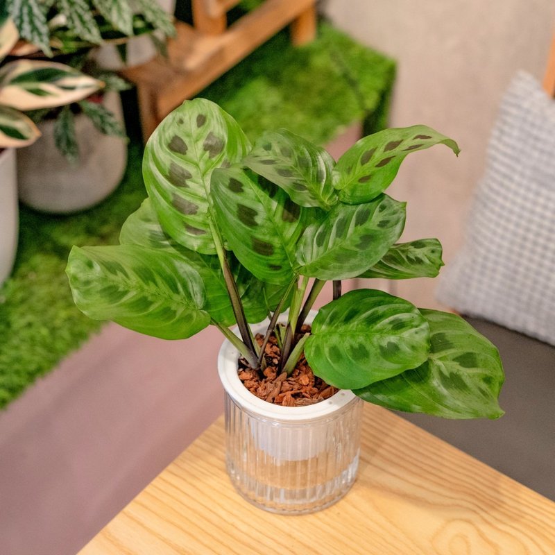 Panda arrowroot water-free potted indoor plants foliage plant gifts office gadgets - ตกแต่งต้นไม้ - พืช/ดอกไม้ 