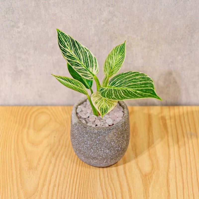 Platinum Philodendron Curved Cement Potted Desktop Potted Office Plant Opening Gift - Plants - Plants & Flowers 