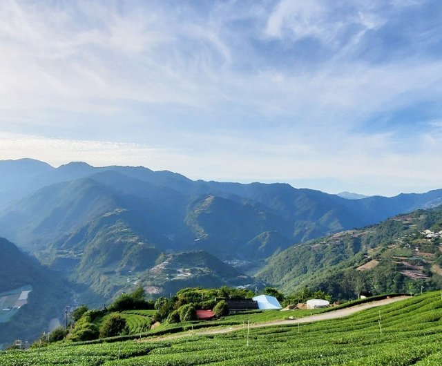 梨山花崗 | 高冷茶 | 梨山茶園 | 高山茶 | 最高で最も魅力的 | 最高の