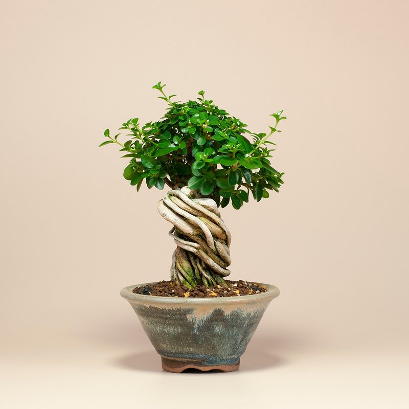 【療癒植物】辦公室植栽 居家佈置 觀葉植物 交換禮物 - 盆栽/植栽 - 植物．花 