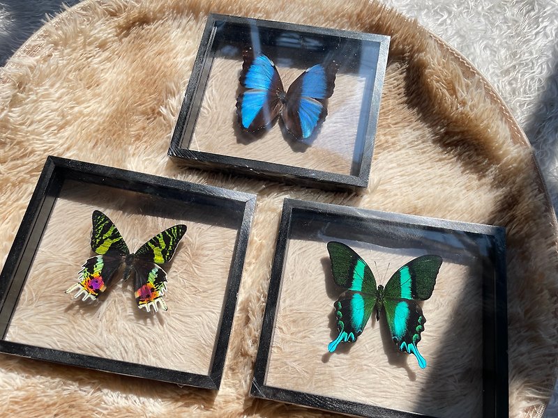 Mix Beautiful Collectible Butterfly Insect Taxidermy Double Acrylic Glass Frame - Items for Display - Wood Black