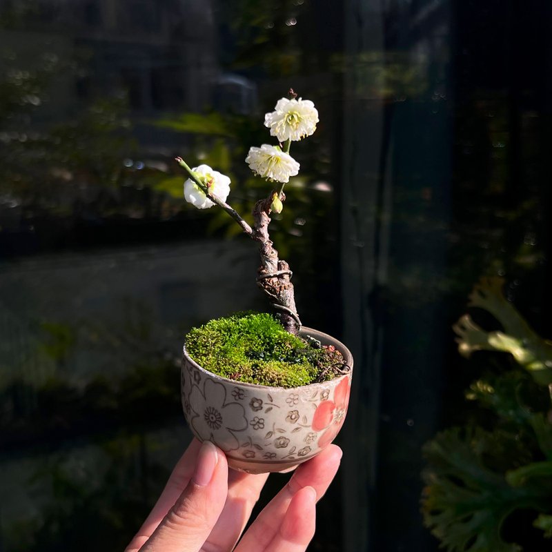 Zaoning Xinmei | Plum mini potted fragrance plant is in bloom - ตกแต่งต้นไม้ - ดินเผา 