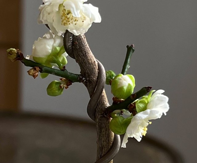 早凝馨梅∣梅花小品盆栽香氛植物- 設計館mu bonsai 茉莉愛草植栽/盆栽 