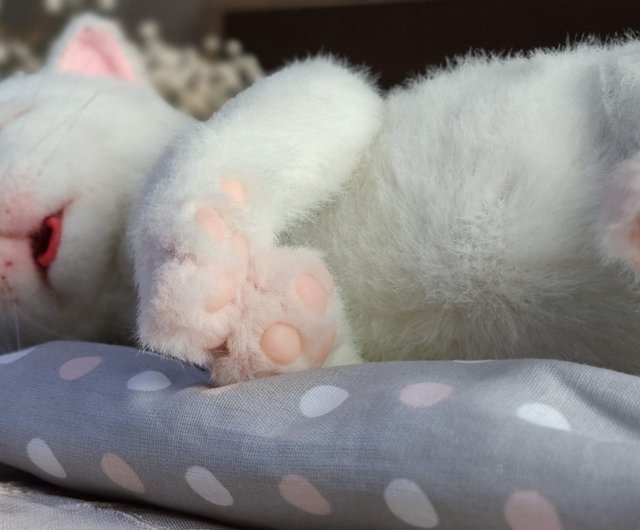 リアルな新生児の白い子猫、ぬいぐるみ - ショップ MoonFoxToys