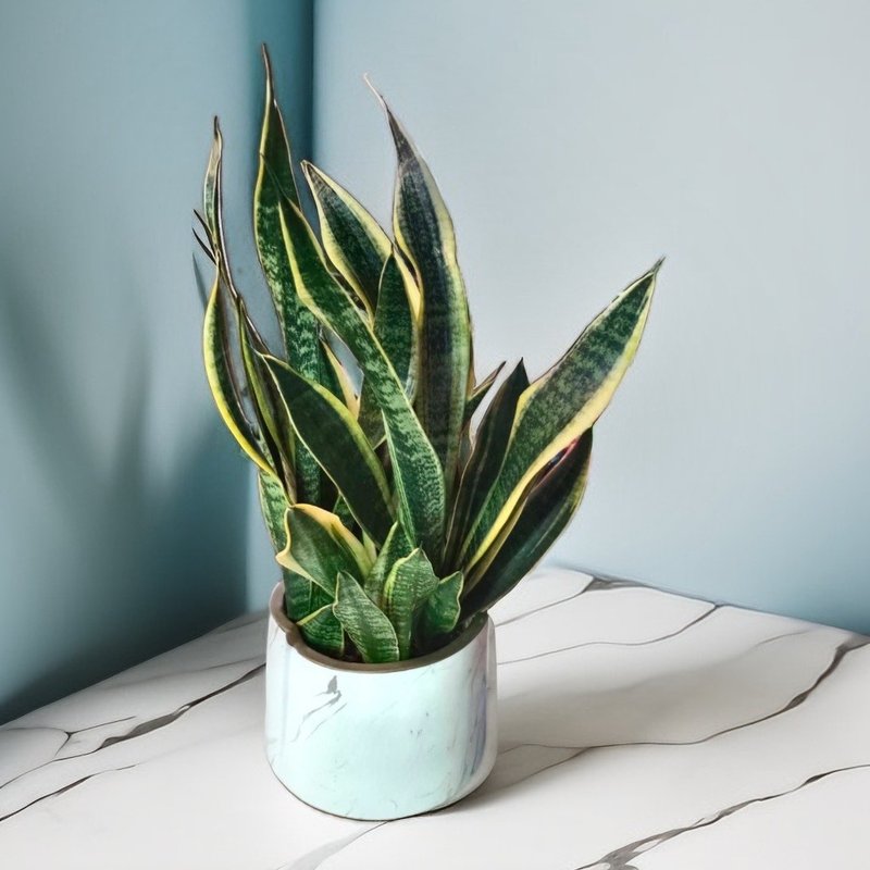 Recommended indoor and outdoor home/store decorations, Sansevieria floor-standing potted plants, opening gifts, Feng Shui plants - ตกแต่งต้นไม้ - พืช/ดอกไม้ 