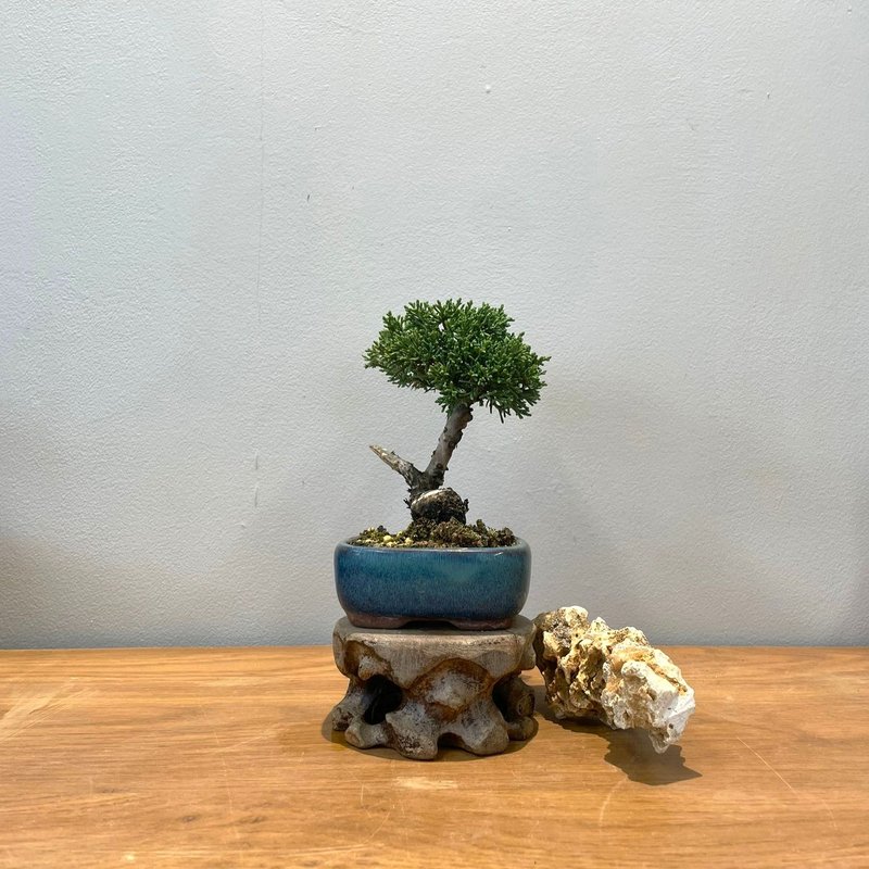 Junipe|  Bonsai Planet  Bonsai Code: 24L26 - ตกแต่งต้นไม้ - พืช/ดอกไม้ 