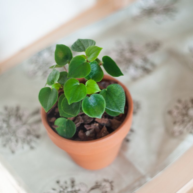 心願椒草 | 耐陰植栽 | 居家佈置 | 辦公室盆栽 - 植栽/盆栽 - 植物．花 綠色