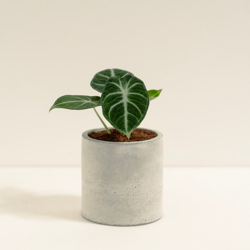 忍者觀音蓮│泥作系列│福所栽 - 盆栽/植栽 - 水泥 綠色
