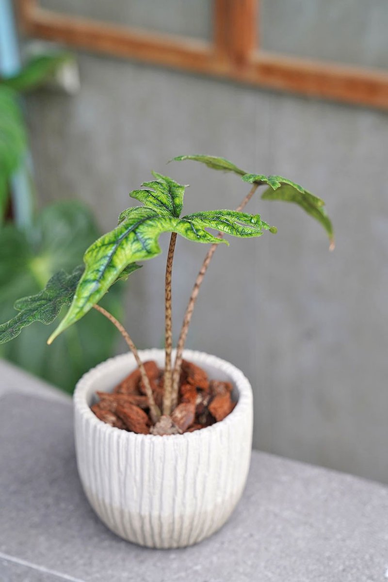傑克林觀音蓮 Alocasia Jacklin 4.5吋陶盆 - 盆栽/植栽 - 其他材質 綠色