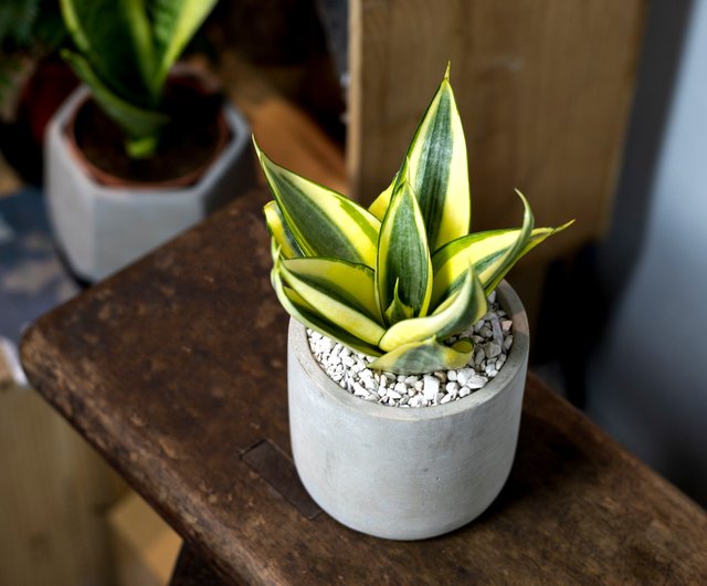 黄金一位 盆栽 中品盆栽 創作 中品 黄金真柏盆栽】⭕TANUKI、