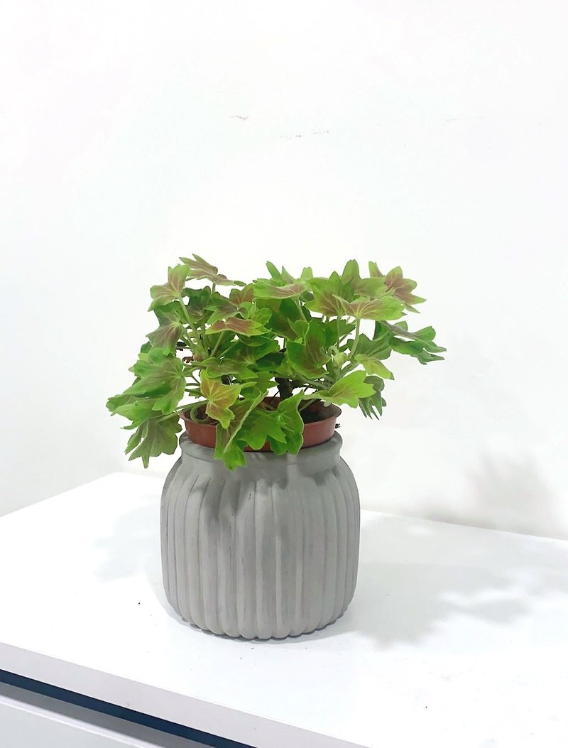 Maple geranium l astigmatism good care pots are shipped randomly - Plants - Other Materials 