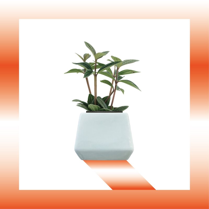 │ Square Pot Series│ Multileaf Orchid - Plants - Plants & Flowers 