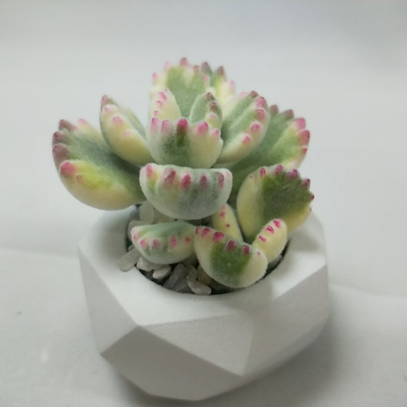 仿生黏土多肉植物 白熊小老欉 - 擺飾/家飾品 - 黏土 