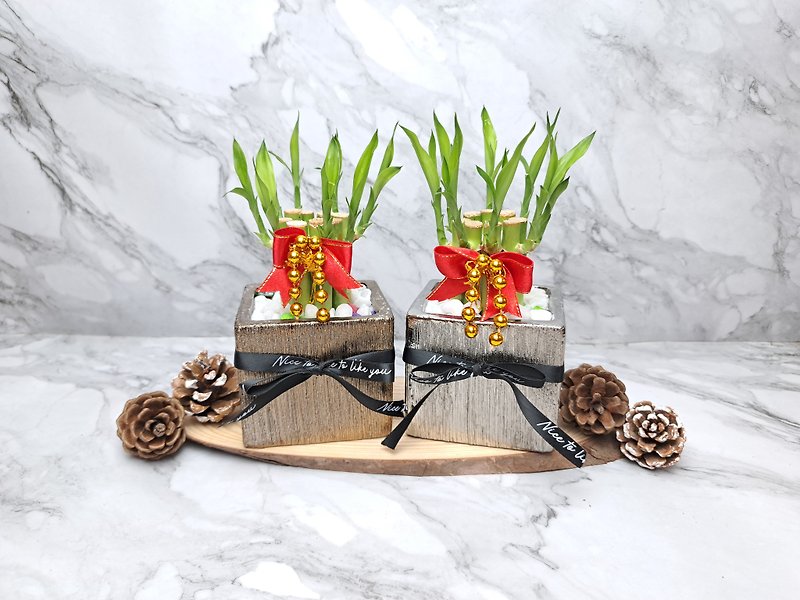 Metal light texture gift box Lucky Bamboo Evergreen Opening House Housewarming Promotion Hydroponic Plants - Plants - Porcelain Silver