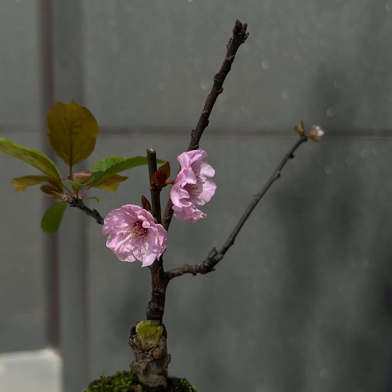 紅葉狩梅∣梅花迷你香氛盆栽 - 植栽/盆栽 - 陶 