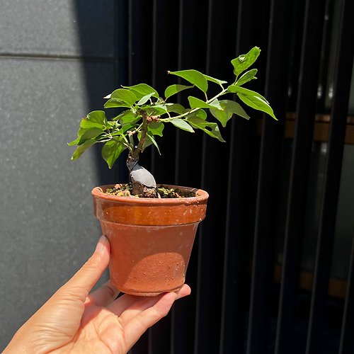 mu bonsai 茉莉愛草 五節の舞梅 ゴセチノマイ∣梅花迷你盆栽