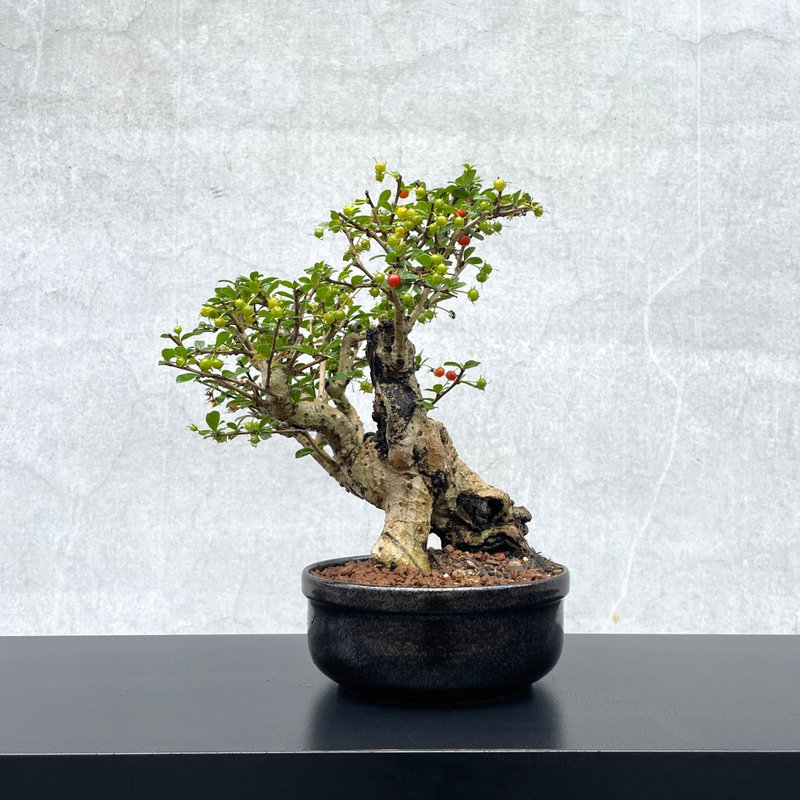 小品盆栽-福建茶 老欉  盆景 送禮 - 盆栽/植栽 - 植物．花 