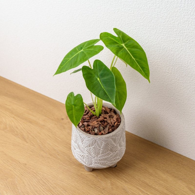 Velvet leaf Guanyin lotus small leaf pattern Cement potted plant opening gift housewarming gift planting potted plant - ตกแต่งต้นไม้ - พืช/ดอกไม้ 