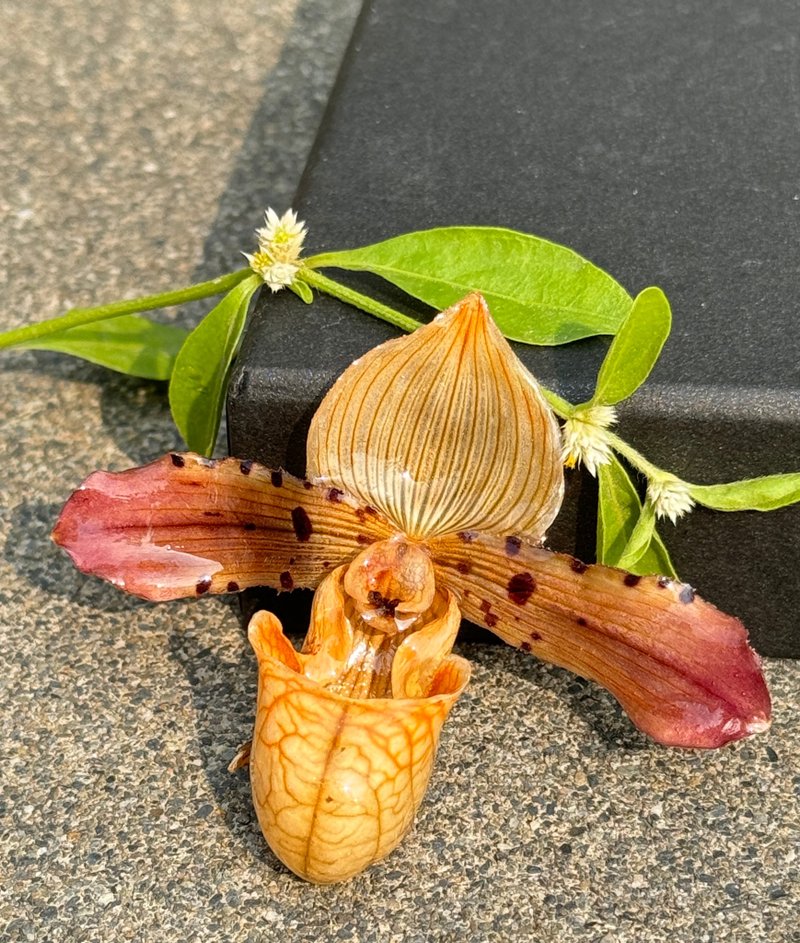 拖鞋蘭胸針/真花飾品/蘭花飾品 - 胸針 - 植物．花 
