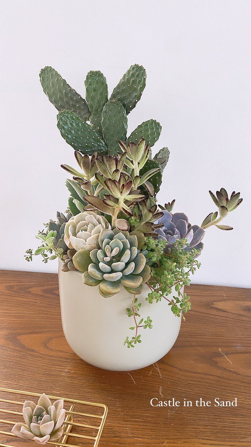 沙漠城堡- 多肉系列 Succulents Botanical Garden - 植栽/盆栽 - 植物．花 