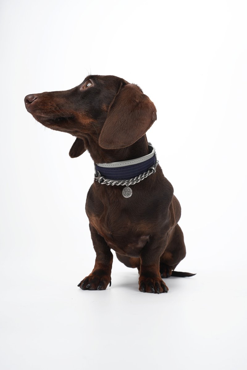 Kingsman Pinstripe Leather Collar 項圈 - 項圈/牽繩 - 真皮 
