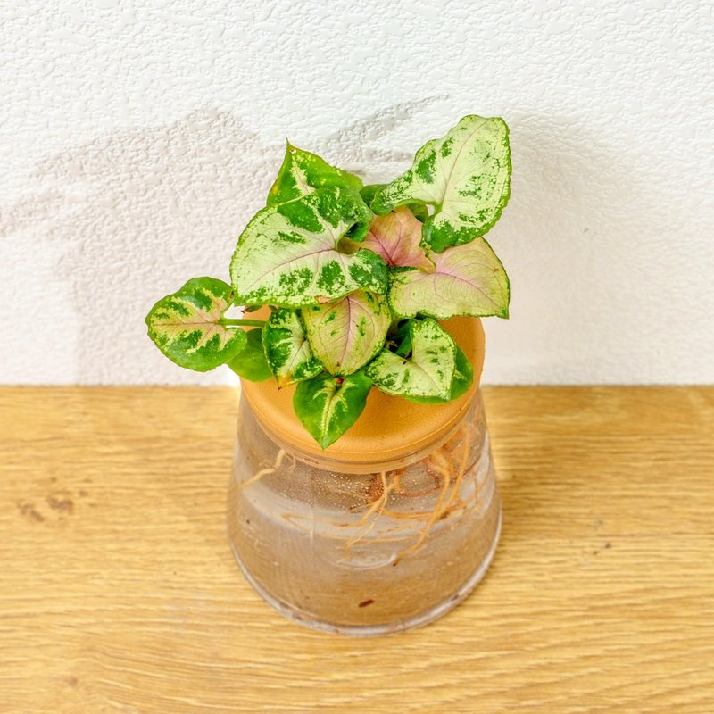 聖誕合果芋 三角水耕盆栽 室內植物 觀葉植物 禮物 水培 - 盆栽/植栽 - 陶 透明