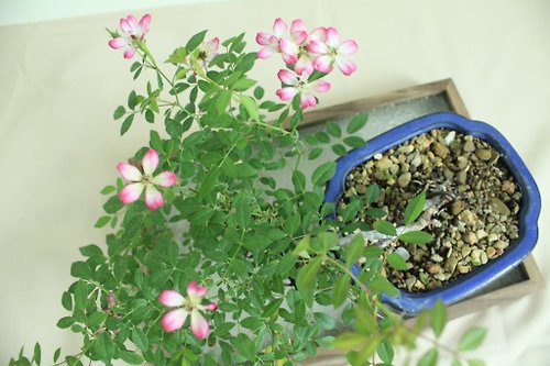 3F_GARDEN叁樓的花園 日本屋久島姬玫瑰 l 裸根系列 中品盆栽 室內植栽 禮物