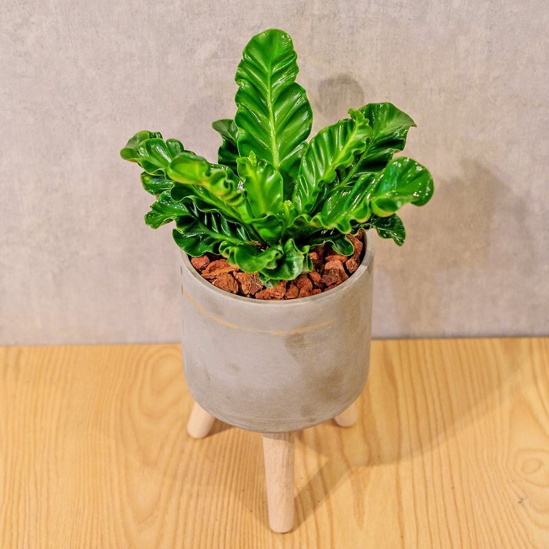 Cobra Shansu Cement potted floor-standing potted small high wooden leg Cement potted plant opening gift - ตกแต่งต้นไม้ - พืช/ดอกไม้ 