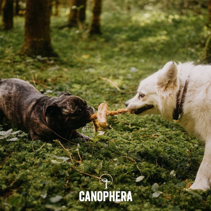 [Dog Toy] CANOPHERA Natural Coffee Wood Pet Chew Stick Coconut Rope - Toy - ของเล่นสัตว์ - ไม้ สีนำ้ตาล