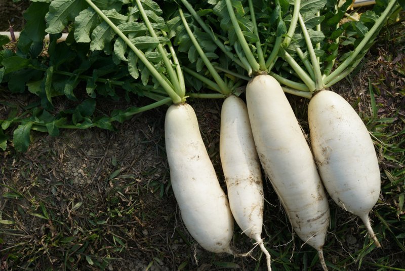 【New Year Greeting】Hong Kong Chi Shui White Radish - อื่นๆ - อาหารสด ขาว