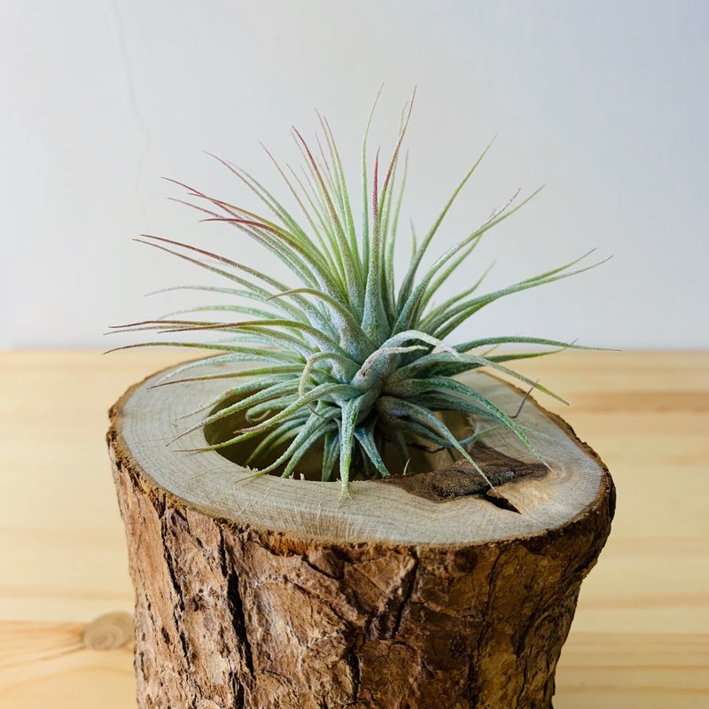 Air Pineapple Elf Air plant Tillandsia Ionantha only plants themselves - Plants - Plants & Flowers 