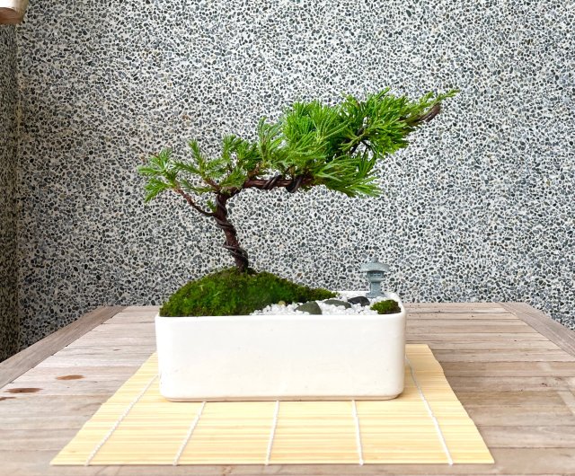 小品盆栽-日式庭院真柏組合送禮開幕13 野趣小品盆栽Rustic Charm