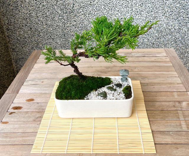 小品盆栽-日式庭院真柏組合送禮開幕13 野趣小品盆栽Rustic Charm