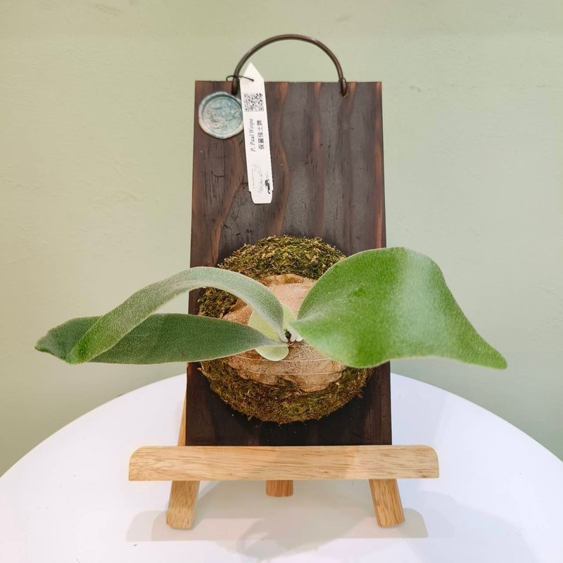 Paul Wespa upper plate staghorn fern P. Paul Wespa gift indoor plant for beginners - ตกแต่งต้นไม้ - พืช/ดอกไม้ สีเขียว