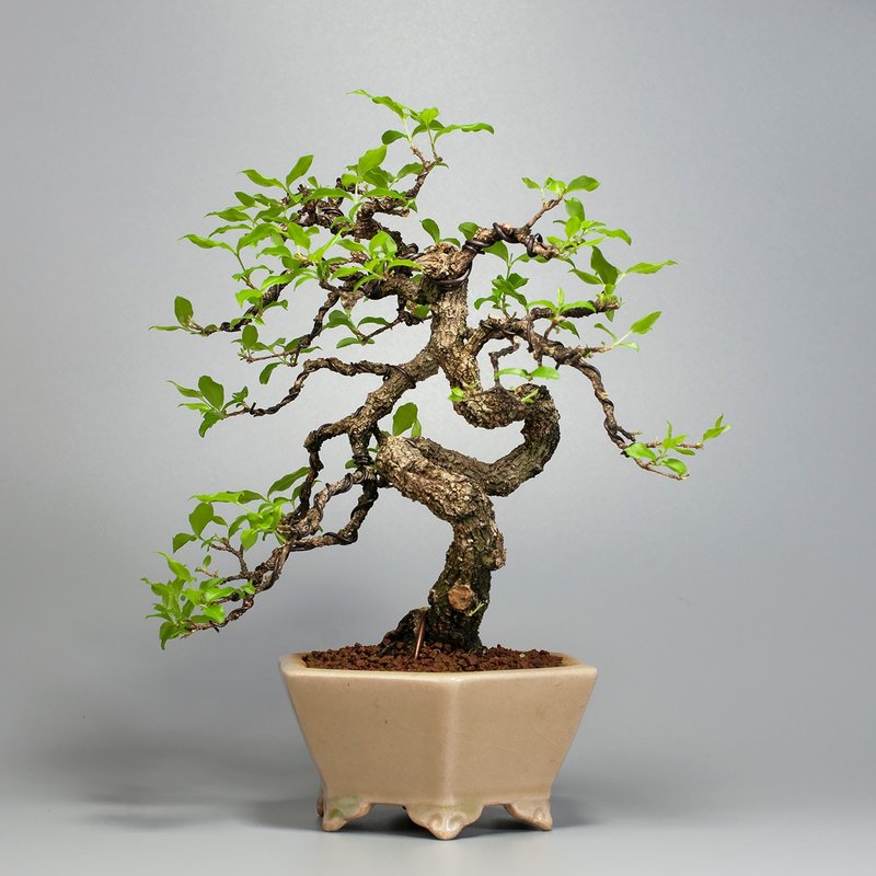 【花果盆景】李氏櫻桃 居家植栽 精品盆栽 - 盆栽/植栽 - 植物．花 