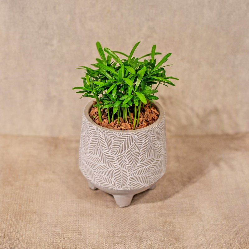 Podocarpus small leaf pattern Cement potted table potted plant opening gift housewarming gift - ตกแต่งต้นไม้ - พืช/ดอกไม้ 