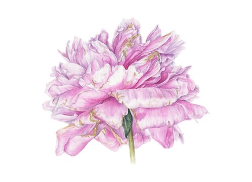 Inspiration Watercolor peony flower