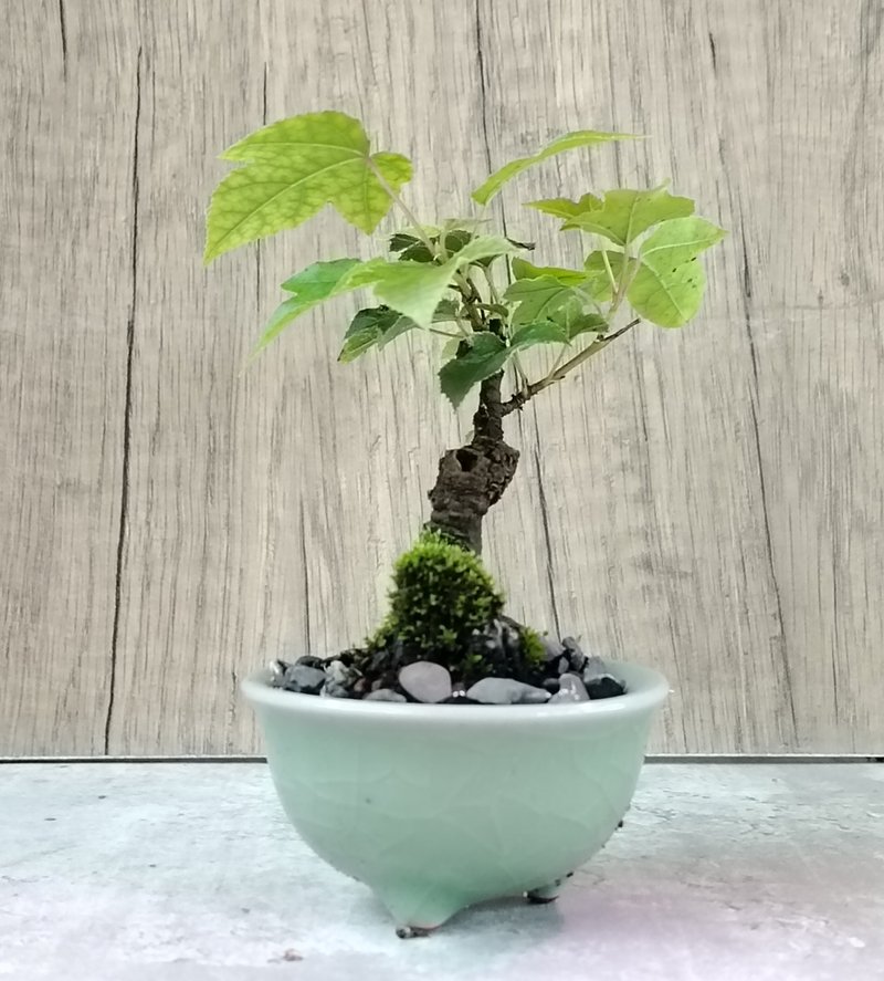 迷你盆栽--楓香 - 盆栽/植栽 - 植物．花 