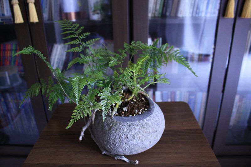 Rabbit's foot fern l stone potted medium quality potted fern indoor plant porch decoration - Plants - Plants & Flowers 
